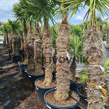 Trachycarpus Fortunei - mrazuvzdorná palma (-17C) / TOP CENA