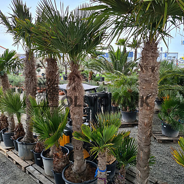 Trachycarpus Fortunei - mrazuvzdorná palma (-17C) / TOP CENA