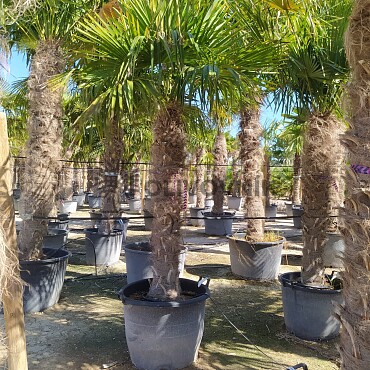 Trachycarpus Fortunei - mrazuvzdorná palma (-17C)