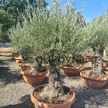 Olivovník Európsky - Bonsai Q75/Q90 - TOP CENA