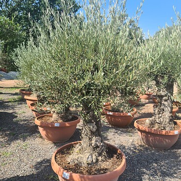 Olivovník Európsky - Bonsai Q75/Q90 - TOP CENA