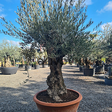 Olivovník Európsky - Bonsai Q75/Q90 - TOP CENA