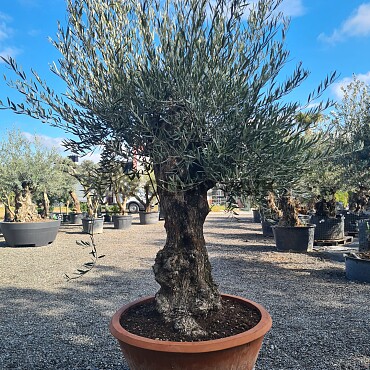 Olivovník Európsky - Bonsai Q75/Q90 - TOP CENA