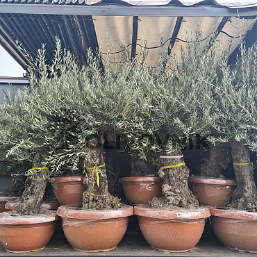 Olivovník Európsky - Bonsai Q75/Q90 - TOP CENA