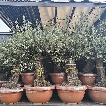 Olivovník Európsky - Bonsai Q75/Q90 - TOP CENA