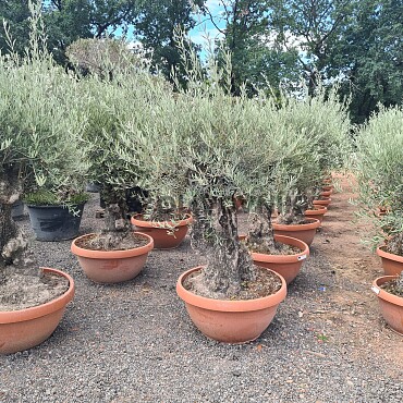 Olivovník Európsky - Bonsai Q75/Q90 - TOP CENA
