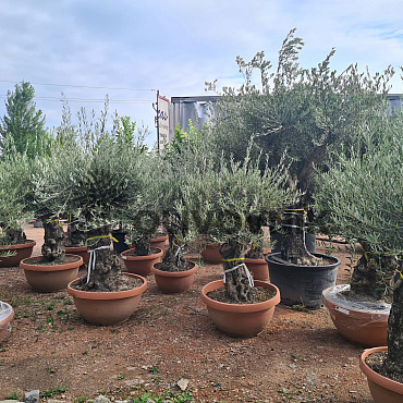 Olivovník Európsky - Bonsai Q75/Q90 - TOP CENA