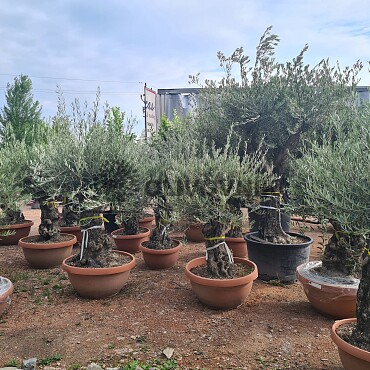 Olivovník Európsky - Bonsai Q75/Q90 - TOP CENA