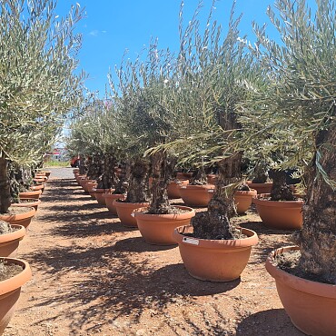 Olivovník Európsky - Bonsai Q75/Q90 - TOP CENA