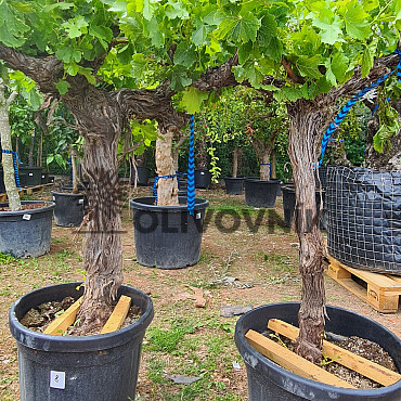 Vinič - Vitis vinifera - Moscatel
