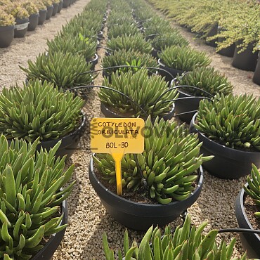 MIX sukulentov - 15lt