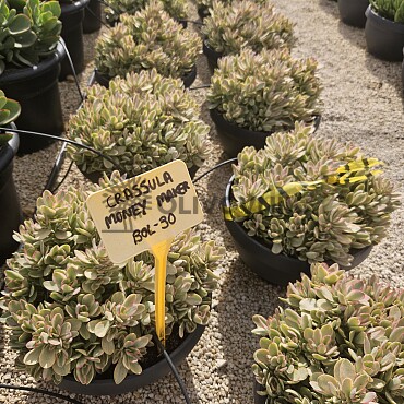 MIX sukulentov - 15lt