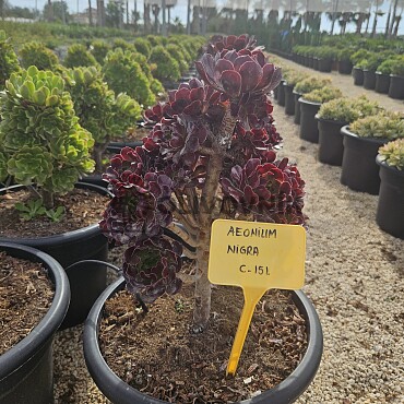 MIX sukulentov - 15lt