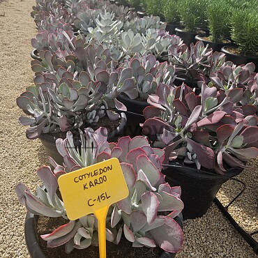 MIX sukulentov - 15lt