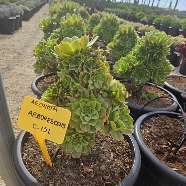 MIX sukulentov - 15lt