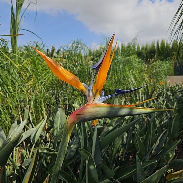 Strelitzia Reginae - 15lt