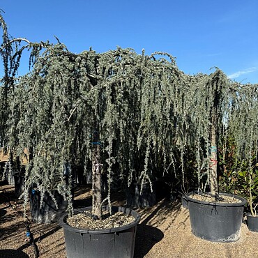 Cedr - CEDRUS ATLANTICA "Glauca Pendula"