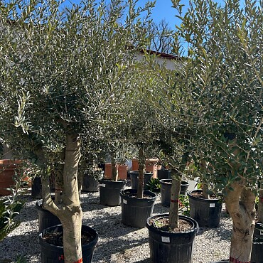 Olivovník Európsky - Intensivo - 70lt - 180/200cm