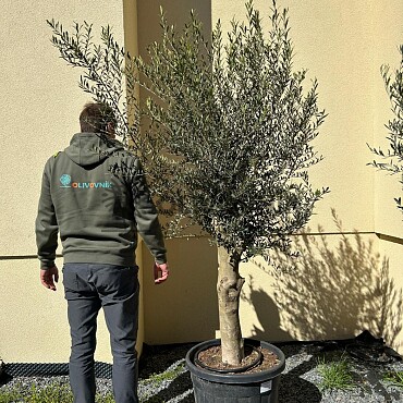 Olivovník Európsky - Intensivo - 70lt - 180/200cm