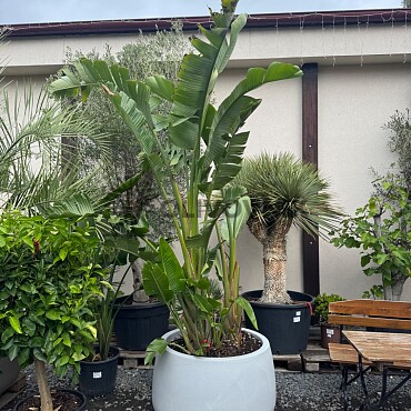 Strelitzia Augusta 200/250cm + kvetináč Titano šedá kameň