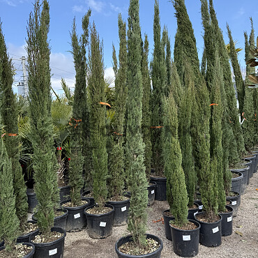 Cyprus vždyzelený - Cupressus Sempervirens - Totem Garda