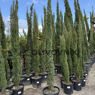 Cyprus vždyzelený - Cupressus Sempervirens Stricta - Totem EXTRA