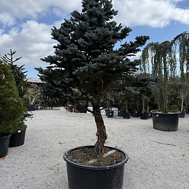 Smrk stříbrný / Picea Pungens / Glauca Globosa