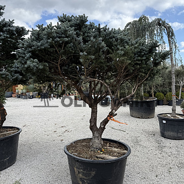 Smrk stříbrný / Picea Pungens / Glauca Globosa