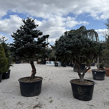 Smrk stříbrný / Picea Pungens / Glauca Globosa