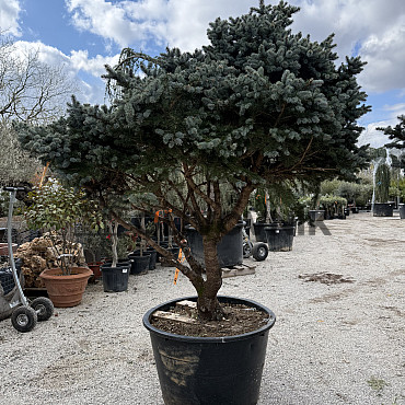 Smrk stříbrný / Picea Pungens / Glauca Globosa