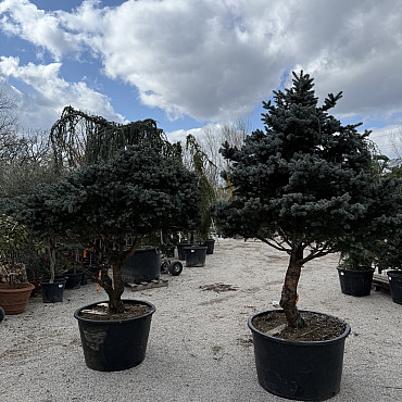 Smrk stříbrný / Picea Pungens / Glauca Globosa