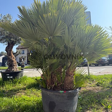Chamaerops Humilis Vulcano - Grupo