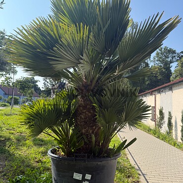Chamaerops Humilis Vulcano - Grupo