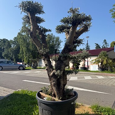 Olea Europaea  PON PON No. 29
