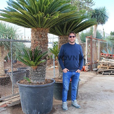 CYCAS REVOLÚTA PREMIUM QUALITY - VÝŠKA 250CM