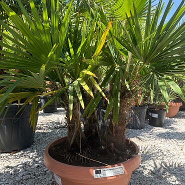 Trachycarpus Fortunei - trojkmeň - mrazuvzdorná palma (-17C)