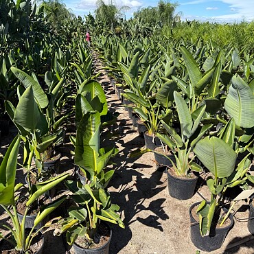 Strelitzia Augusta 5Lt, 10Lt