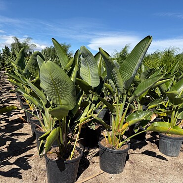 Strelitzia Augusta 5Lt, 10Lt