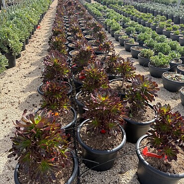 MIX sukulentov - 15lt