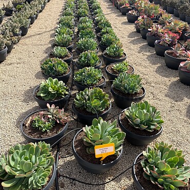 MIX sukulentov - 15lt