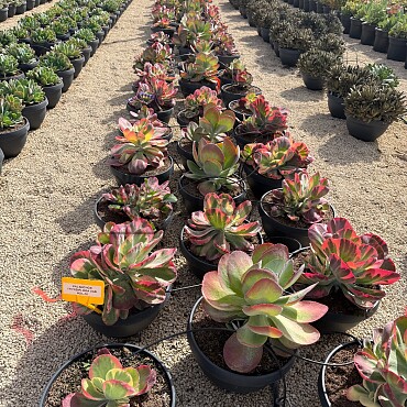 MIX sukulentov - 15lt