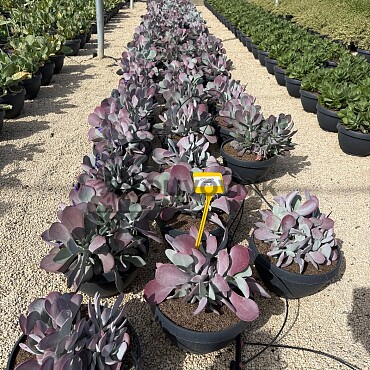 MIX sukulentov - 15lt