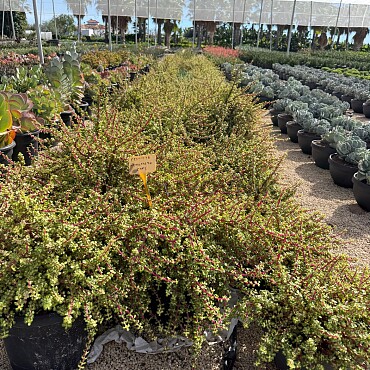 MIX sukulentov - 15lt