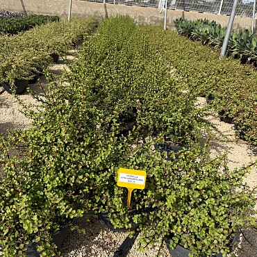 MIX sukulentov - 15lt