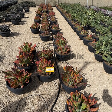 MIX sukulentov - 15lt