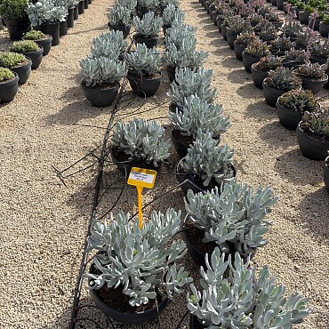 MIX sukulentov - 15lt