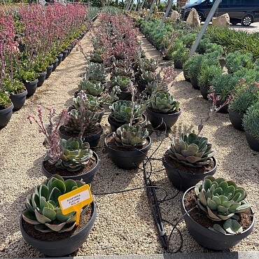 MIX sukulentov - 15lt