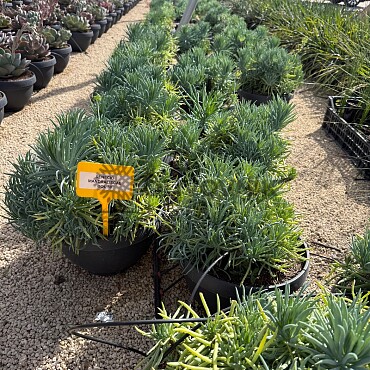 MIX sukulentov - 15lt