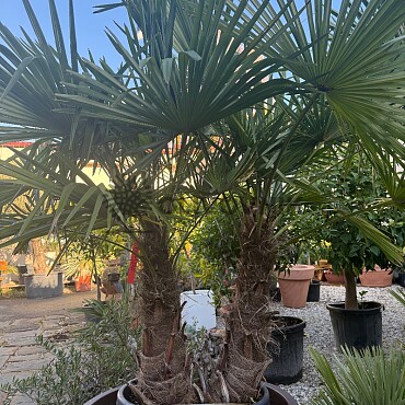 Trachycarpus Fortunei - dvoukmen - mrazuvzdorná palma (-17C)