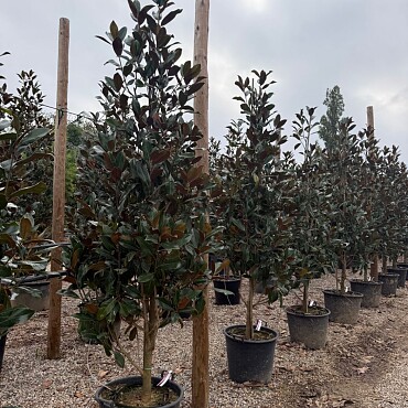 2026 Rezervace / Magnolia grandiflora / Galissonneiere